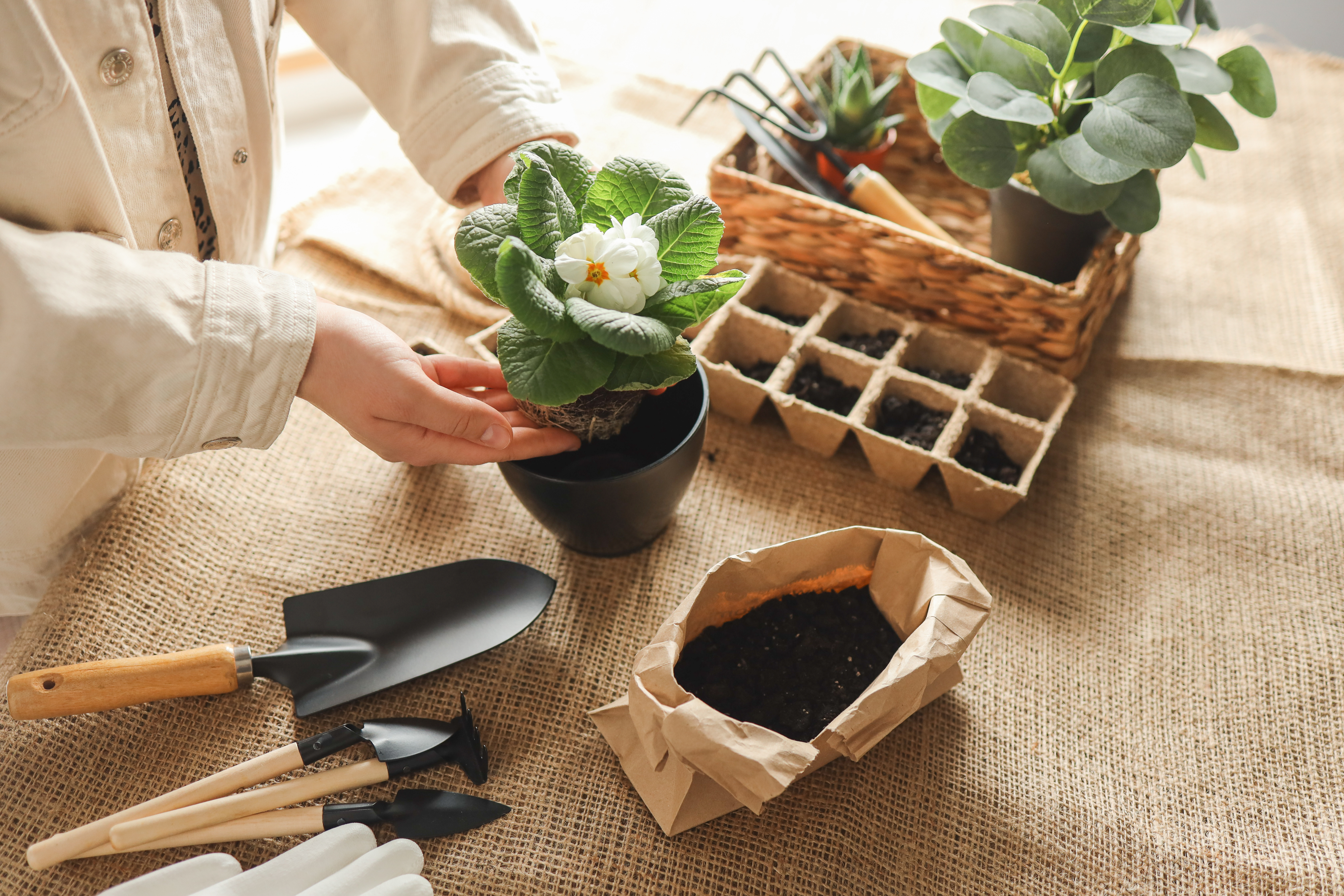 บ้านและสวน